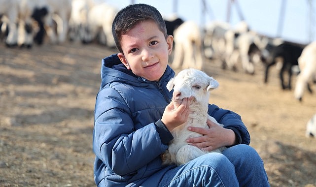 Yeni yılın ilk kuzuları dünyaya gelmeye başladı