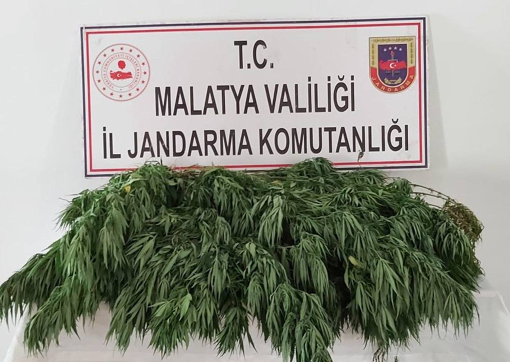 Hazine Arazisine 11 Bin Kök Kaçak Kenevir Ekti