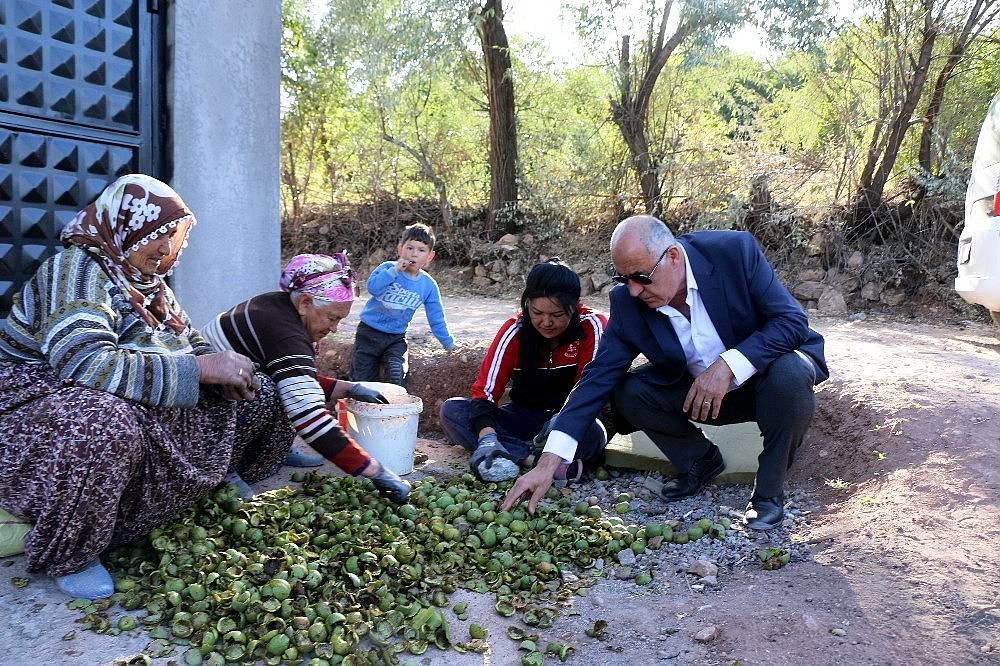 Hekimhan cevizinde hasat sona erdi