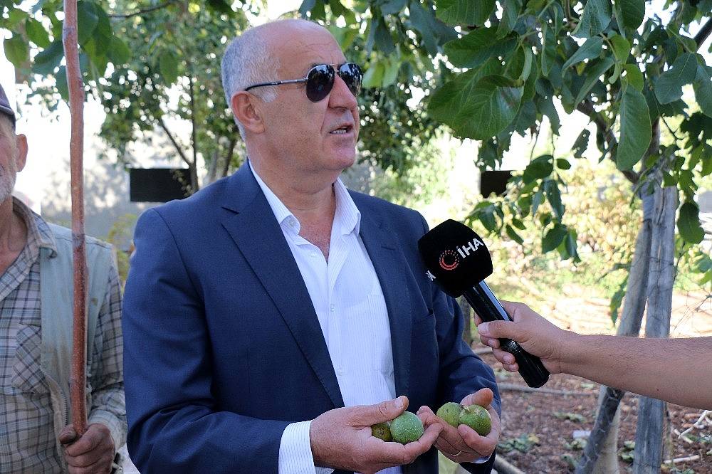 Hekimhan cevizinde hasat sona erdi