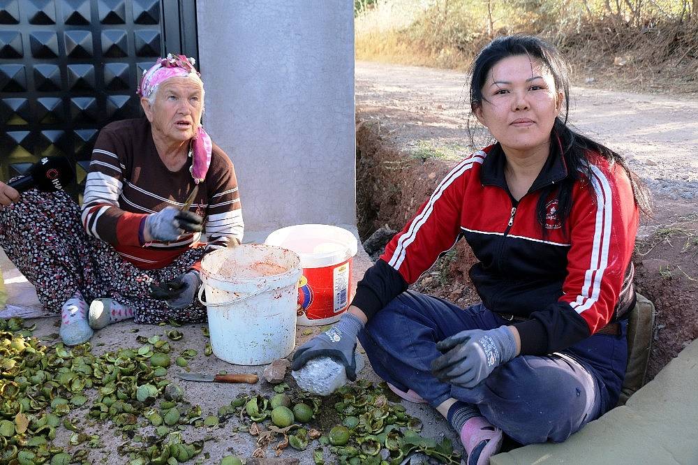 Hekimhan cevizinde hasat sona erdi