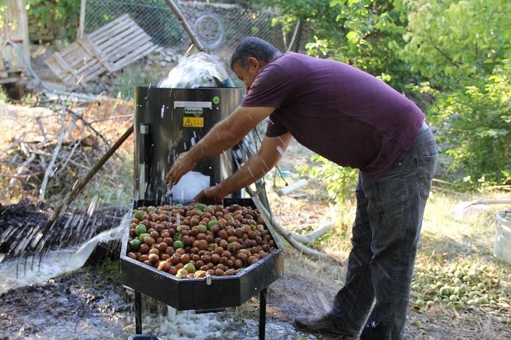 Hekimhan cevizinde hasat sona erdi