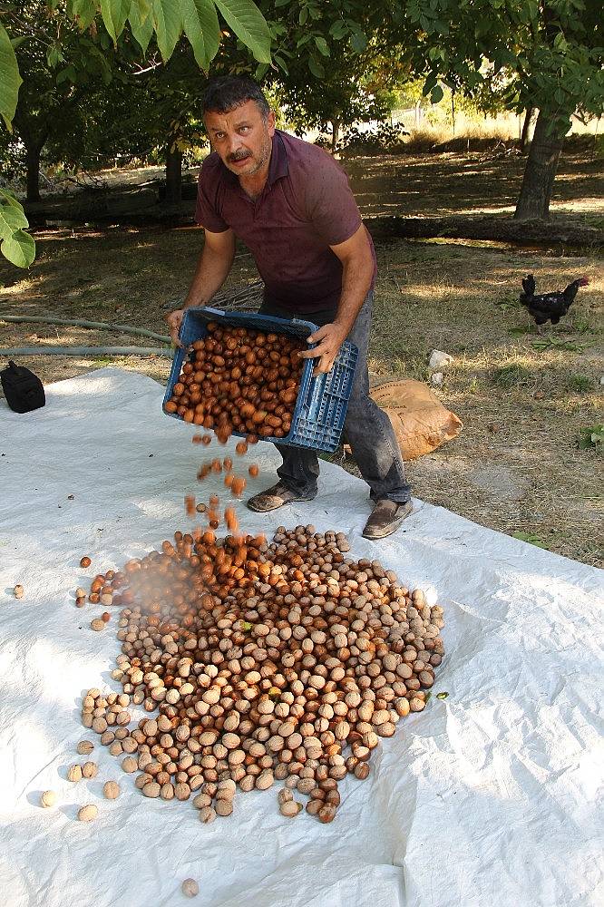 Hekimhan cevizinde hasat sona erdi