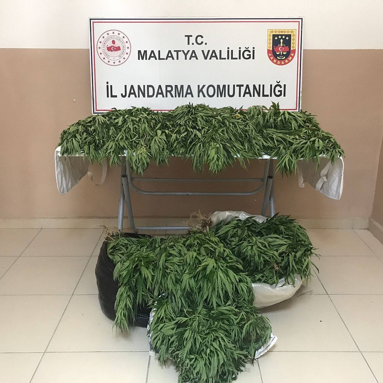 31 bin 750 kök hint keneviri ele geçirildi