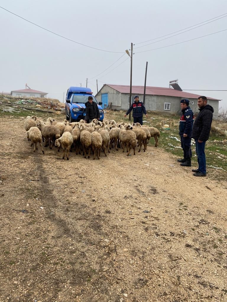 Kayıp hayvanlar dron ile bulundu