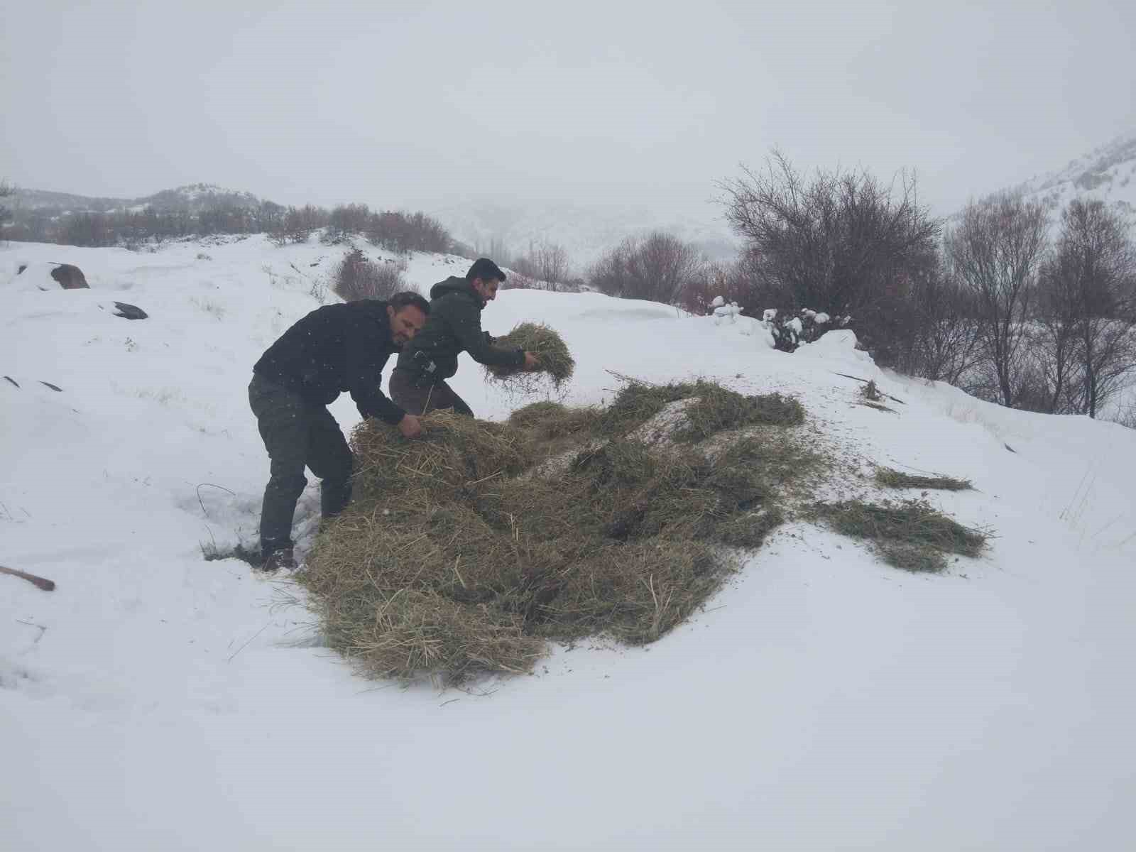 Malatya'da yaban hayvanları için yemleme çalışması