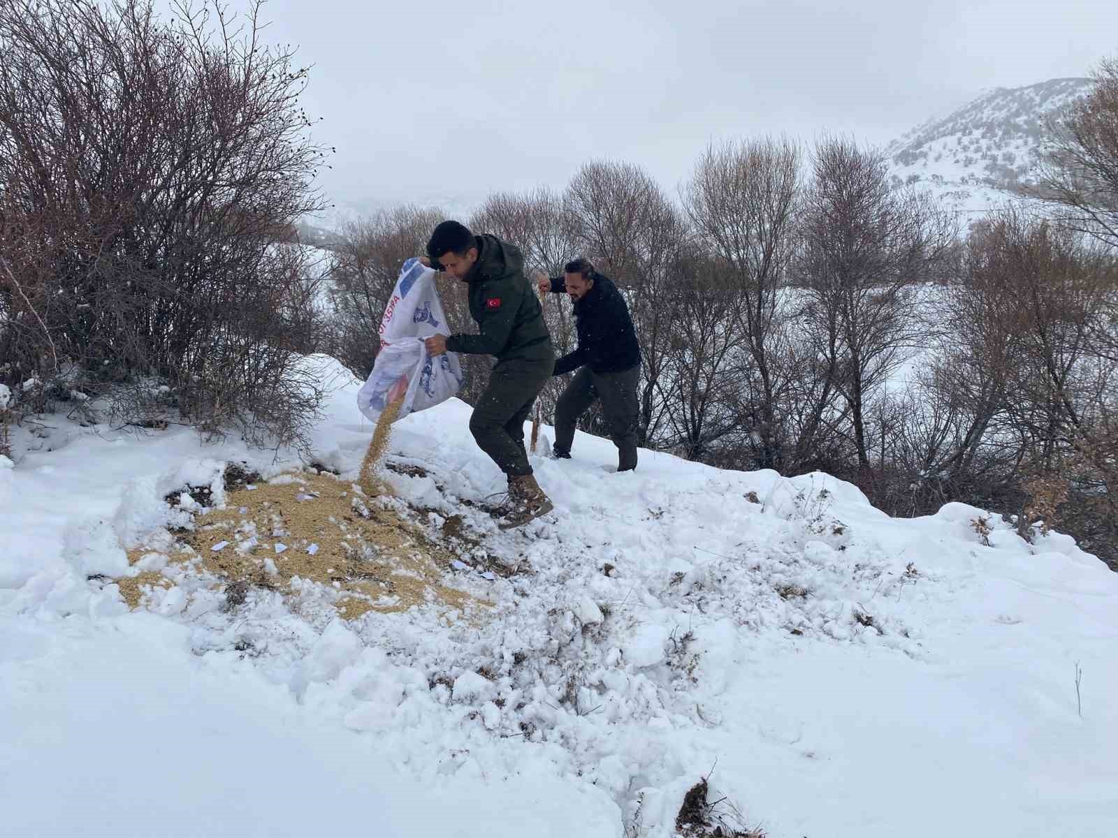 Malatya'da yaban hayvanları için yemleme çalışması
