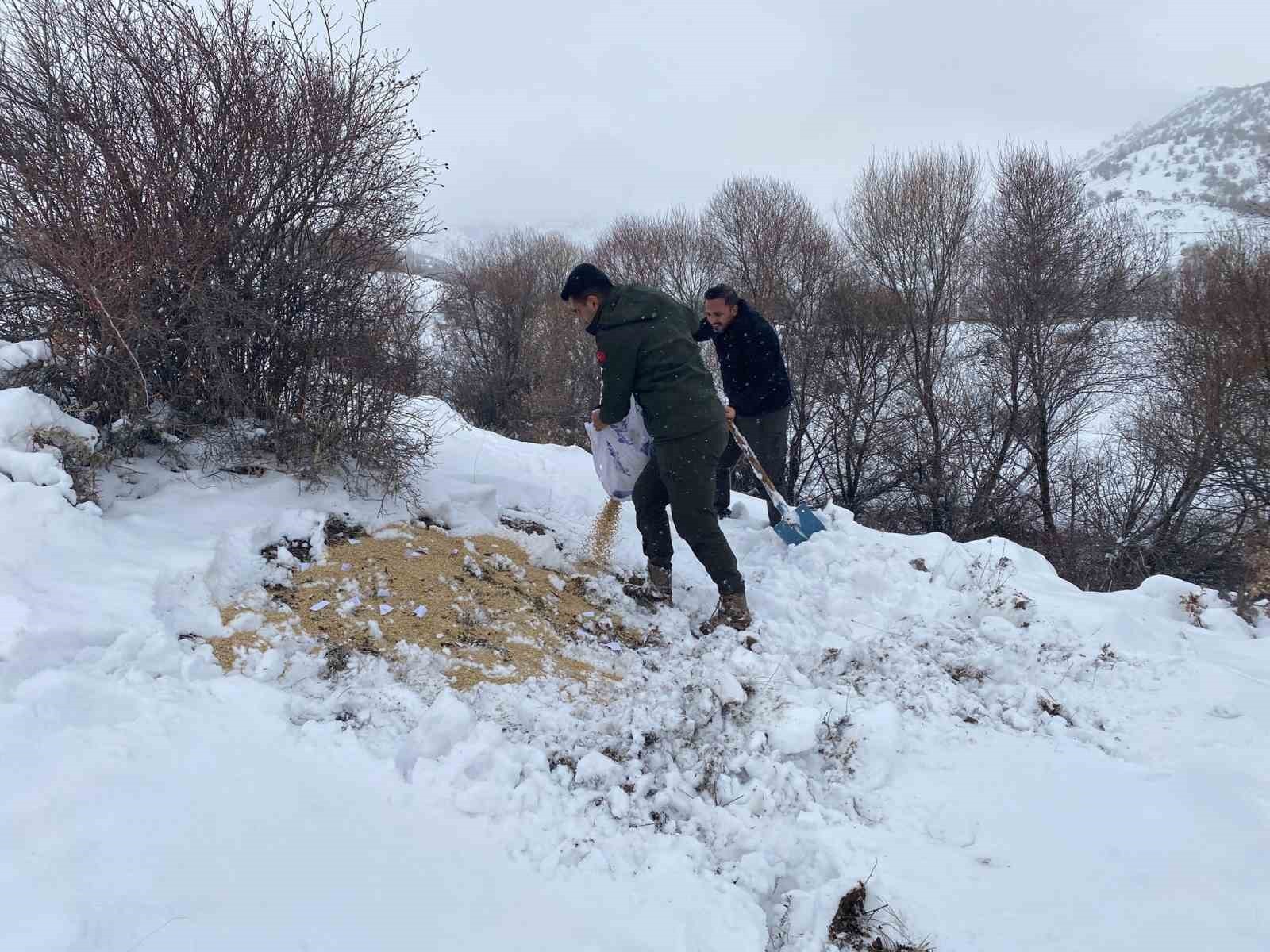 Malatya'da yaban hayvanları için yemleme çalışması