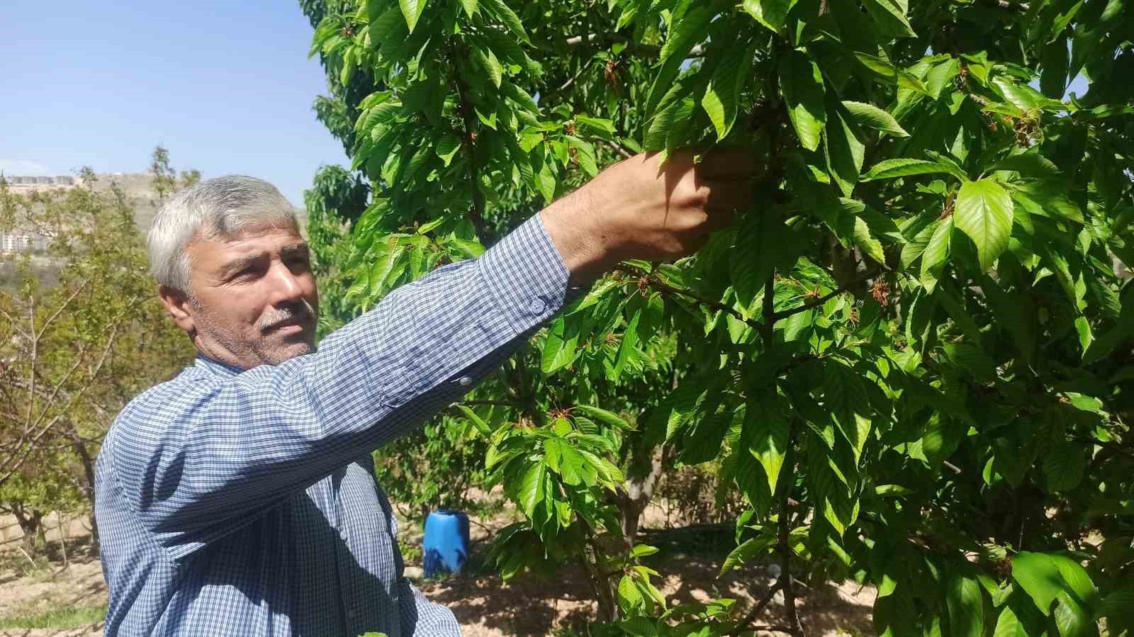 Zirai donun zarara yol açtığı Malatya'da kiraz yaprağı ümit oldu
