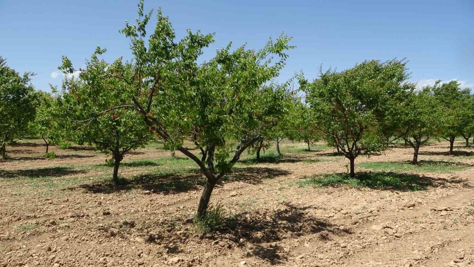 Kayısıda hasat sonrası sulama uyarısı