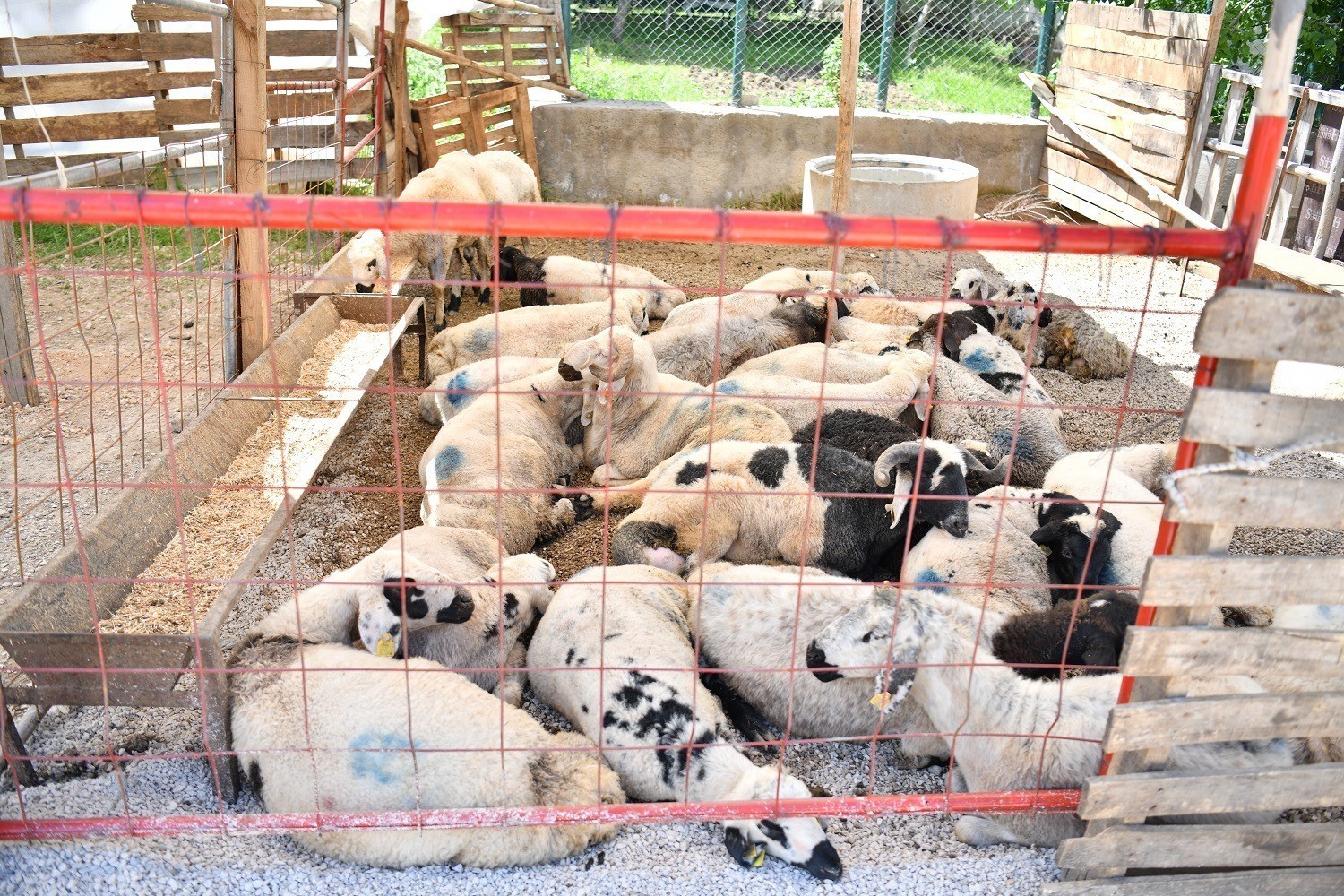 Yeşilyurt Belediyesi'nden kurban satış ve kesim yerlerinde bayram mesaisi