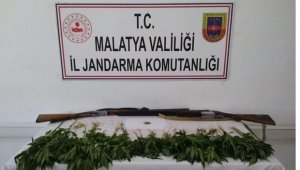 Kayısı Bahçesinde Kenevir Ele Geçirildi