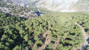 Jandarma'dan ormanlara drone ile kontrol