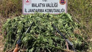 Jandarma'dan kenevir operasyonu