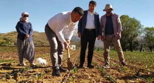 Ağbaba; Yabancı Tütün Serbest, Yerli Tütün Yasak