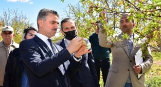 Vali Aydın Baruş, Hasar Gören Kayısı Bahçelerini İnceledi