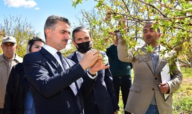 Vali Aydın Baruş, Hasar Gören Kayısı Bahçelerini İnceledi