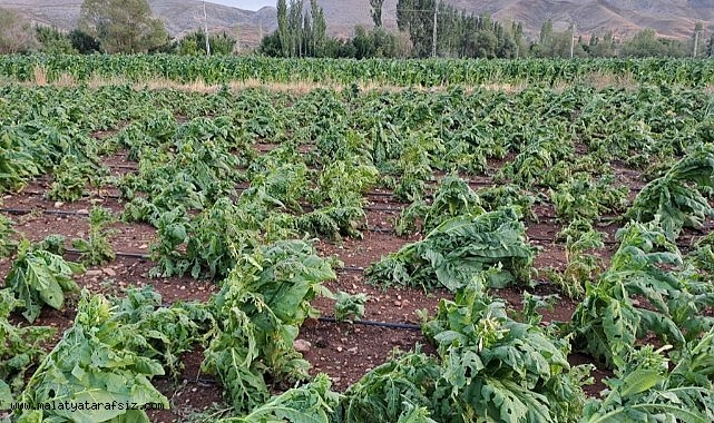 Malatya'da Dolu Yağışı Tütünlere Zarar Verdi