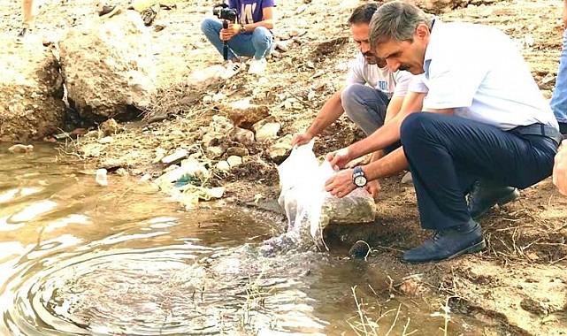 Malatya'daki göletlere 2 milyon yavru balık