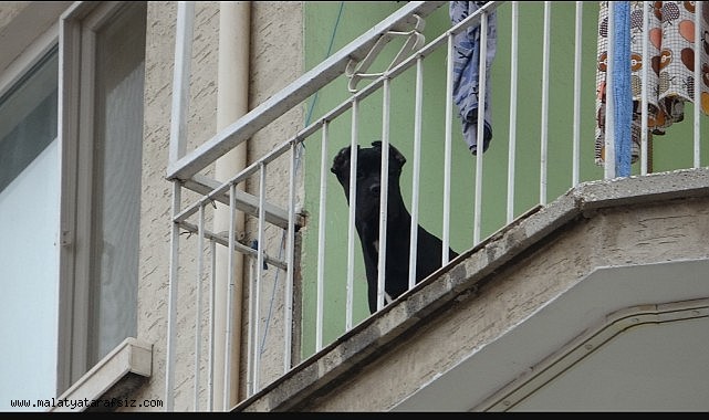 Evde bırakılarak misafirliğe gidilen köpek, polisi alarma geçirdi