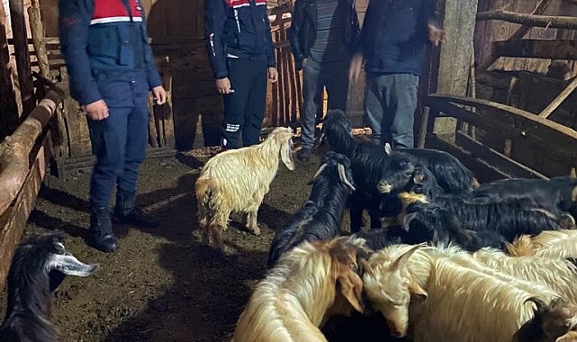 Kayıp hayvanlar 10 saat sonra bulundu
