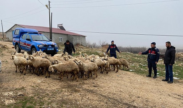 Kayıp hayvanlar dron ile bulundu