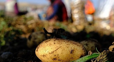 Patates Mayıs Ayında En Çok Pahalanan Ürün Oldu
