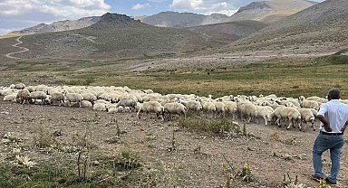 Malatya'da 25 bin TL'ye çoban bulunamıyor