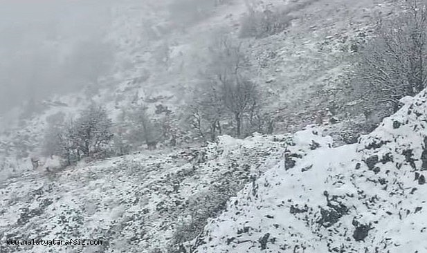 Karlı dağlarda yem arayan yaban keçileri görüntülendi