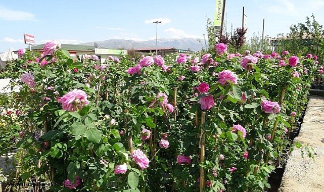 Deprem bölgesi Malatya'da fidelere ilgi arttı