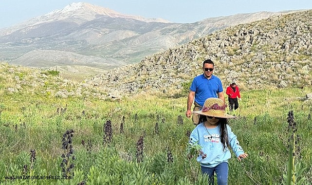 Doğanşehir'de dağ sümbülleri çiçek açtı