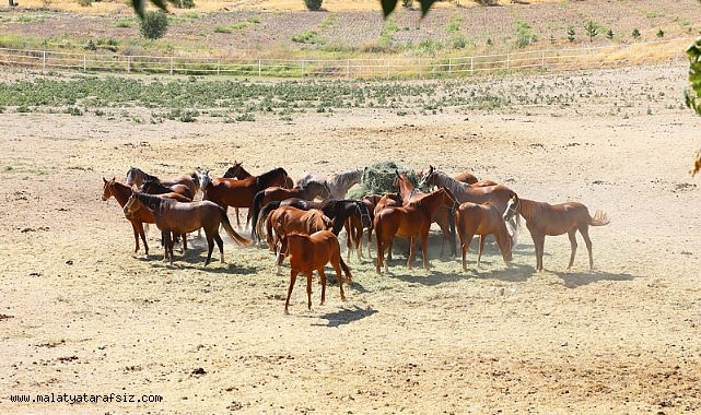Milyonluk taylar görücüye çıkıyor
