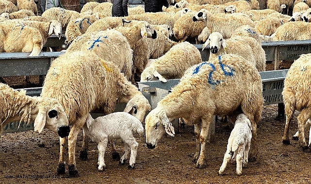 Malatya'da baharın habercisi kuzuların doğumları başladı