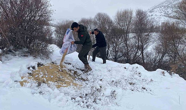 Malatya'da yaban hayvanları için yemleme çalışması