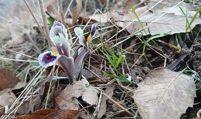 Pütürge'de nevruz ve badem ağaçları çiçek açtı