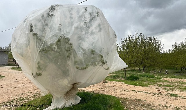 Malatya'da kayısı üreticilerinden "zirai don" önlemi