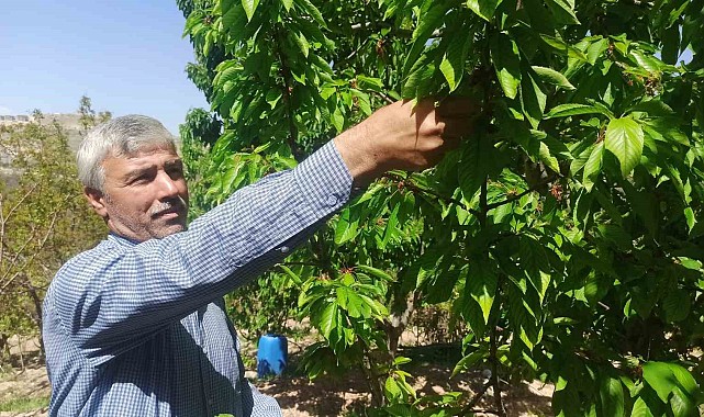 Zirai donun zarara yol açtığı Malatya'da kiraz yaprağı ümit oldu