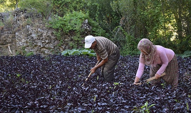 Arapgir, endemik bitkiler ve aromaterapi kongresine ev sahipliği yapacak