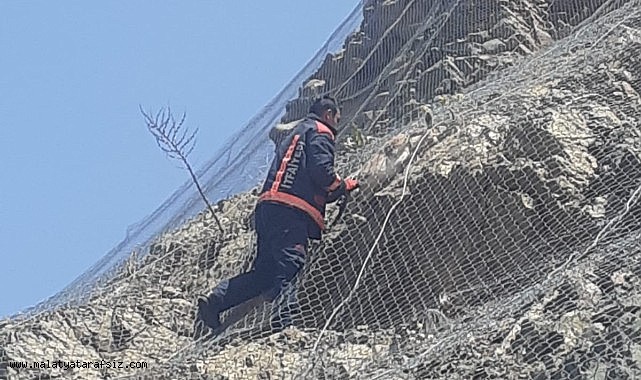 Malatya'da ağa takılan 2 yaban keçisi kurtarıldı