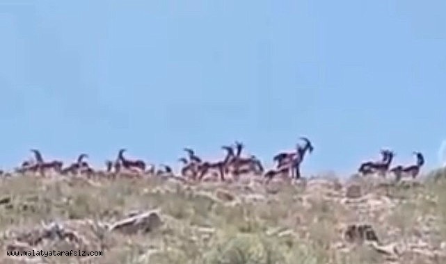 Malatya'da sürü halindeki yaban keçileri görüntülendi