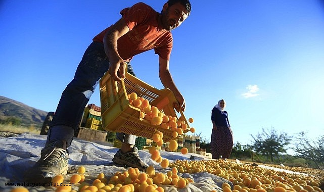 Malatya'dan 5 ayda 132 milyon dolarlık kuru kayısı ihracatı