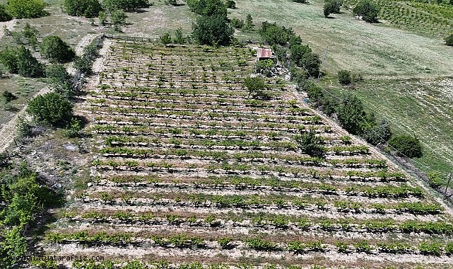 Tescilli "köhnü" üzümünde umutlar yapraklarda
