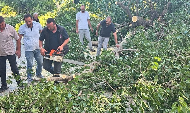Arapgir'de fırtına ağaçları devirdi