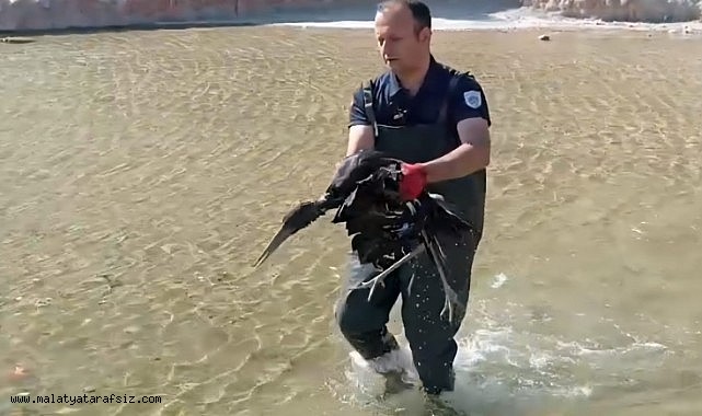 Havuza düşen yaralı leylek koruma altına alındı