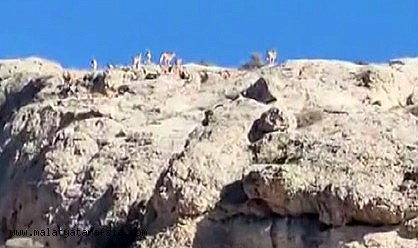Malatya'da dağlık alanda yaban keçisi sürüsü görüntülendi
