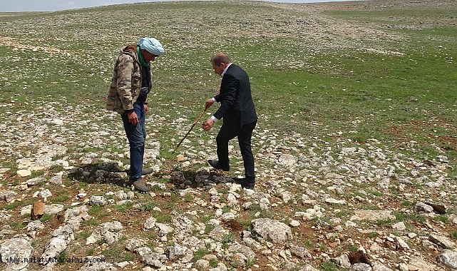 Malatya'da yüksek rakımlı bölgelerde çiğdem mesaisi