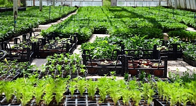 MTÜ'de yılda 500 bin süs bitkisi üretiliyor