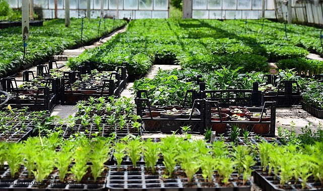 MTÜ'de yılda 500 bin süs bitkisi üretiliyor
