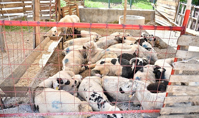 Yeşilyurt Belediyesi'nden kurban satış ve kesim yerlerinde bayram mesaisi
