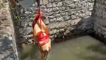Sulama havuzuna düşen gebe inek 2 saatlik çalışmayla kurtarıldı